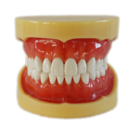 Arcada dentara model Phantom 28 dinti rasina