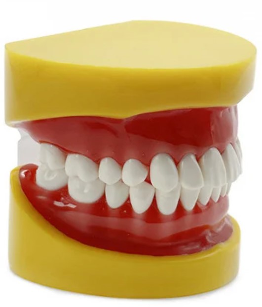 Arcada dentara model Phantom 28 dinti rasina