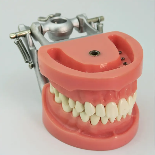 Arcada dentara model Phantom 32 dinti rasina + ARTICULATOR