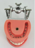 Arcada dentara model Phantom 32 dinti rasina + ARTICULATOR