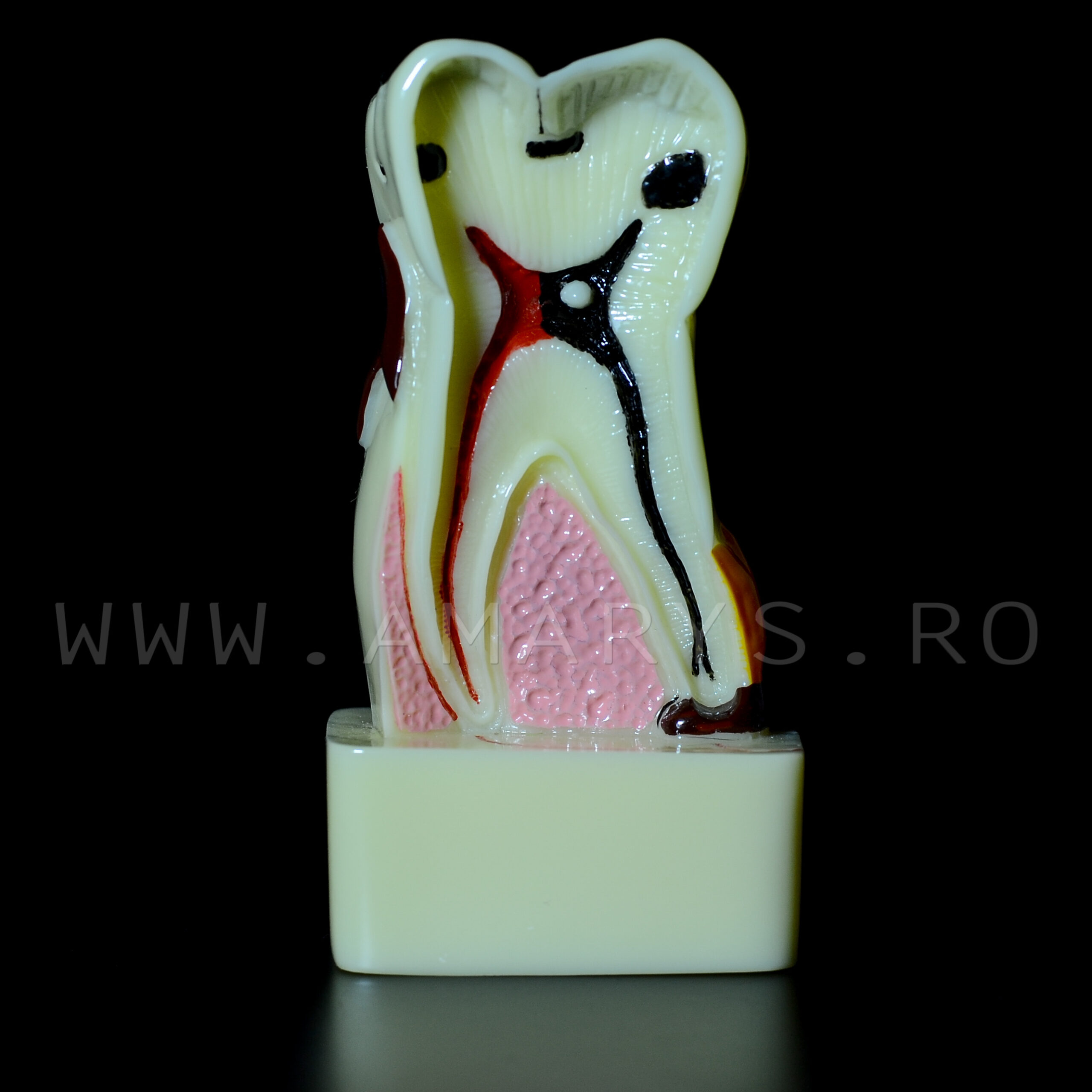 Dinte demonstrativ MOLAR alb C17 Dinte demonstrativ MOLAR alb C17