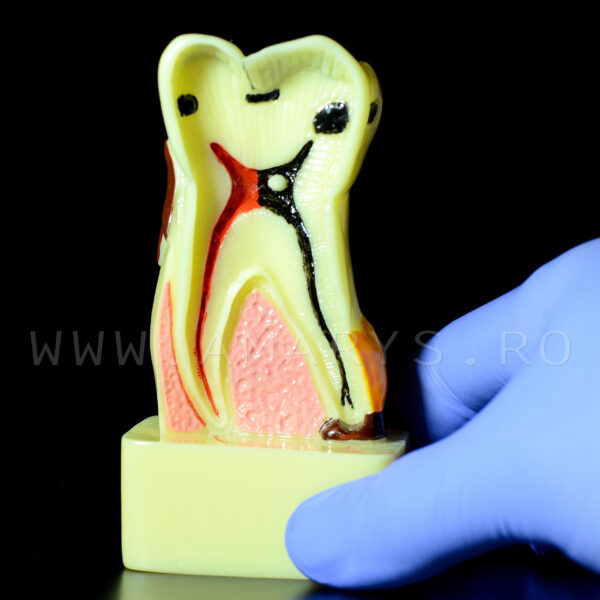 Dinte demonstrativ MOLAR alb C17