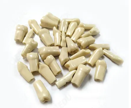 Set  Dinti RASINA Arcada Phantom