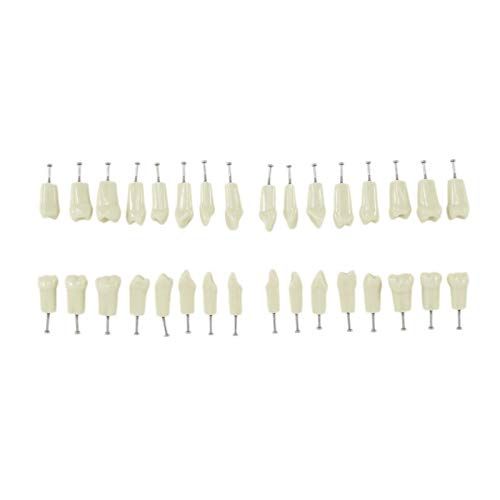 Set  Dinti RASINA Arcada Phantom