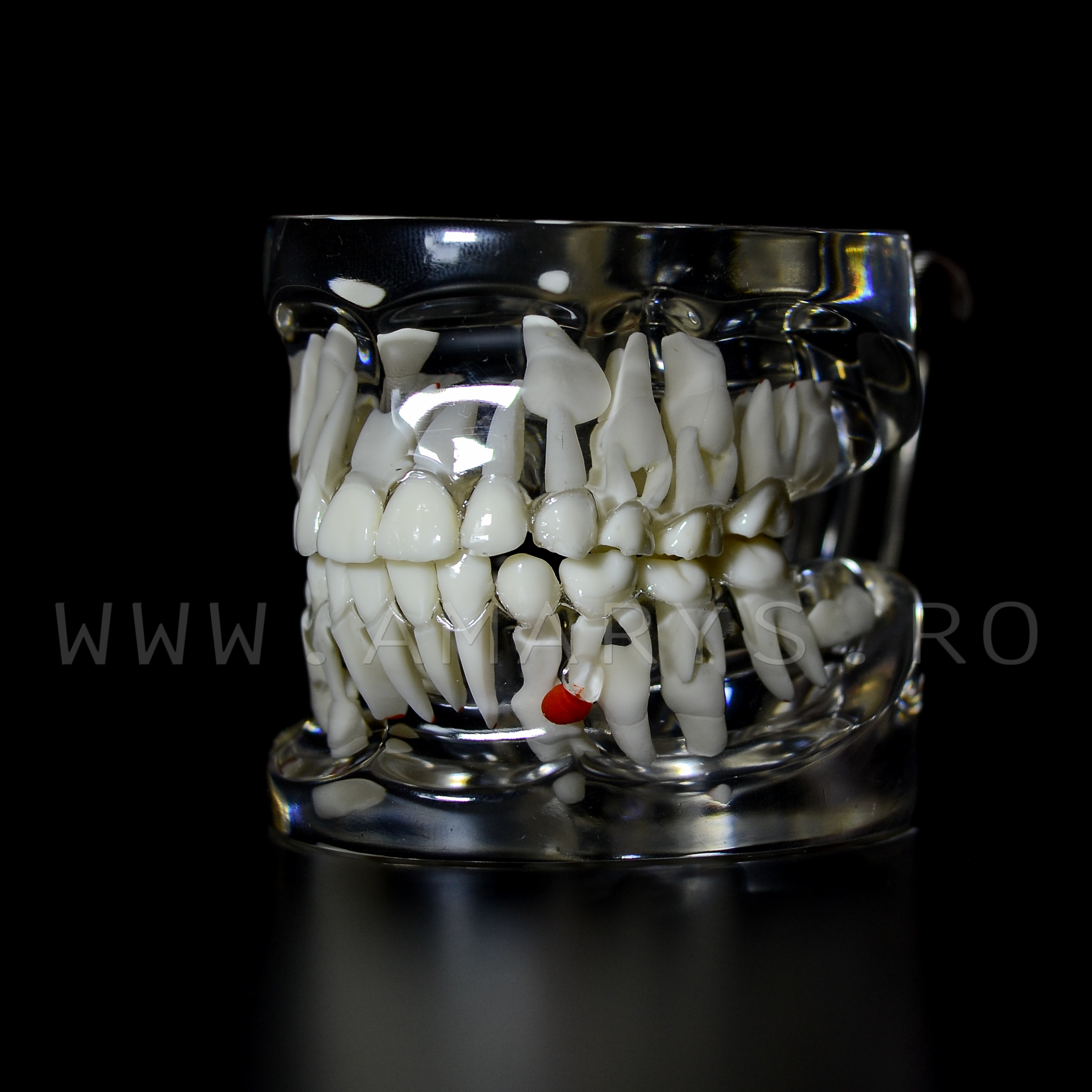 Arcada dentara patologie dentitie mixta