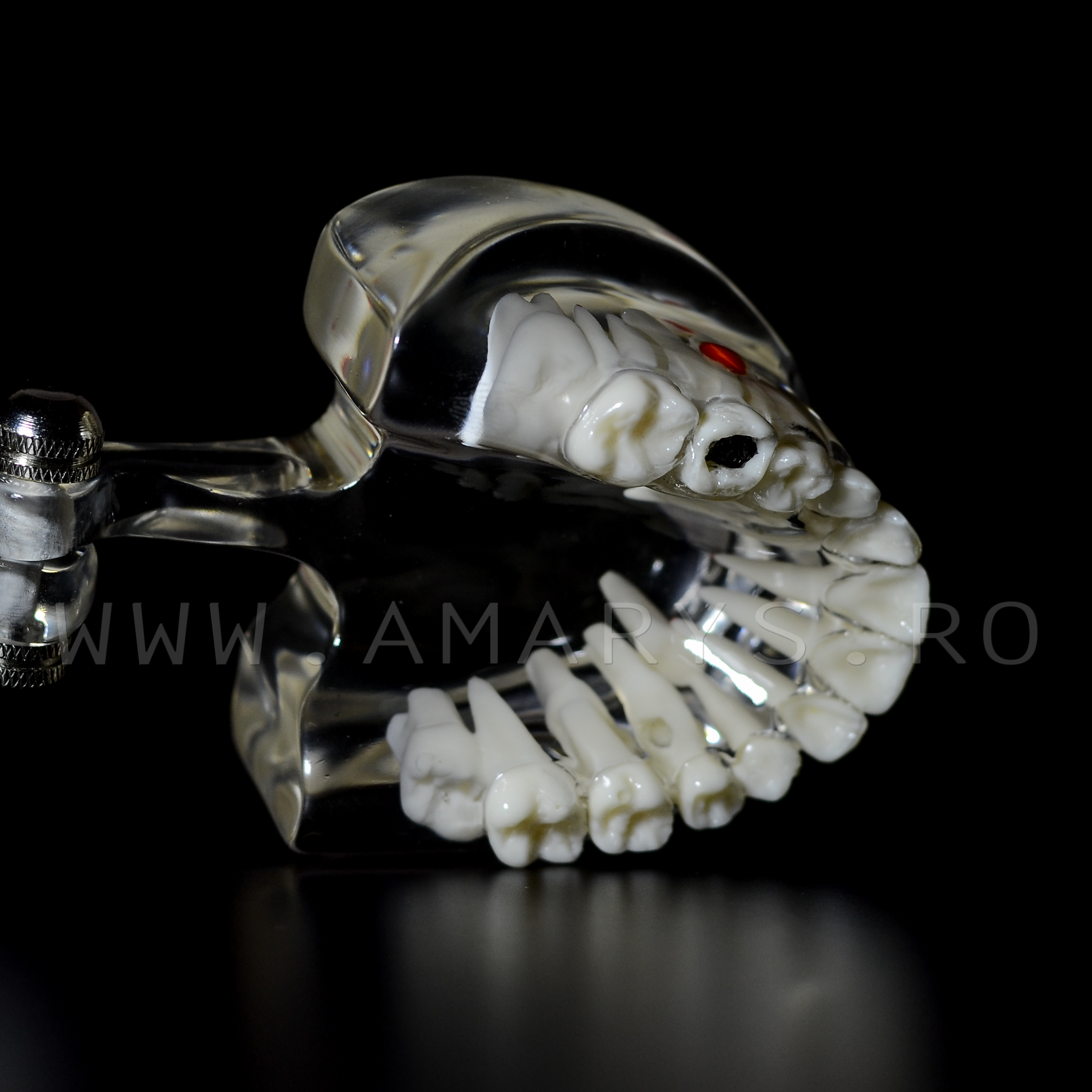 Arcada dentara patologie dentitie mixta