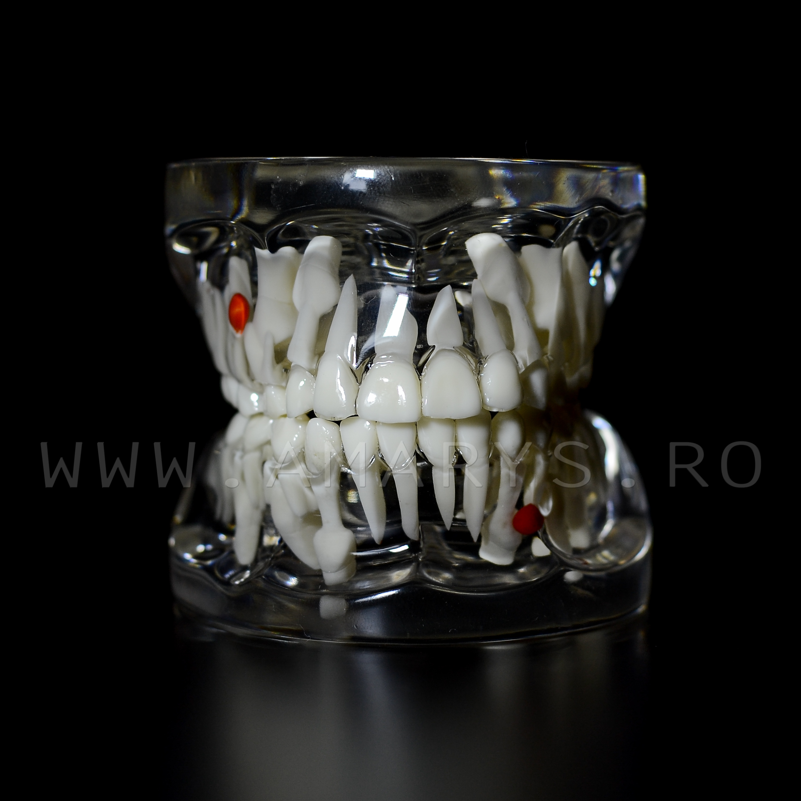 Arcada dentara patologie dentitie mixta