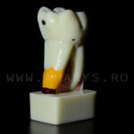 Dinte demonstrativ MOLAR alb C17