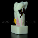 Dinte demonstrativ MOLAR alb C17