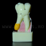 Dinte demonstrativ MOLAR alb C17