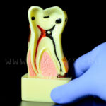 Dinte demonstrativ MOLAR alb C17