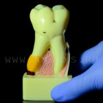 Dinte demonstrativ MOLAR alb C17