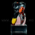 Dinte demonstrativ MOLAR transparent C17-01