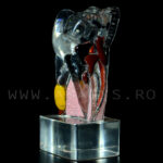 Dinte demonstrativ MOLAR transparent C17-01