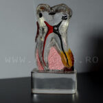 Dinte demonstrativ MOLAR transparent C17-01