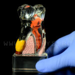 Dinte demonstrativ MOLAR transparent C17-01