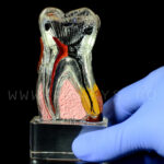 Dinte demonstrativ MOLAR transparent C17-01